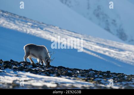 Wildes Rentier, Rangifer tarandus, mit massiven Geweihen im Schnee, Svalbard, Norwegen. Svalbard caribou, Wildlife-Szene aus der Natur, Winter in der Arktis. Stockfoto