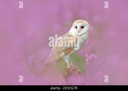 Schöne Naturszene mit Eule und rosa Blumen. Scheune Owl in hellrosa Blüte, klarer Vorder- und Hintergrund, Tschechische Republik. Wildlife Kunstszene Fr. Stockfoto