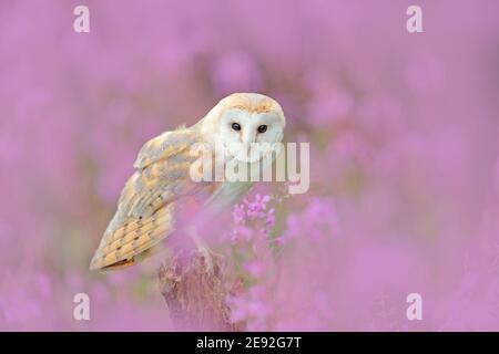 Schöne Naturszene mit Eule und rosa Blumen. Scheune Owl in hellrosa Blüte, klarer Vorder- und Hintergrund, Tschechische Republik. Wildlife Kunstszene Fr. Stockfoto