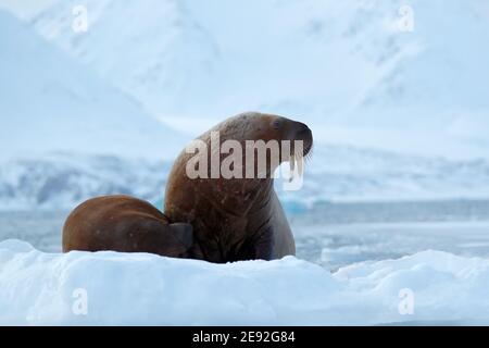 Walrus, Odobenus rosmarus, ragen aus blauem Wasser auf weißem Eis mit Schnee, Svalbard, Norwegen. Mutter mit Kind. Junger Walross mit Weibchen. Winter Arcti Stockfoto