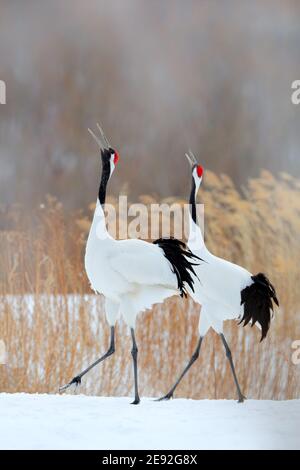 Tanzendes Paar rot-gekrönter Kranich mit offenen Flügeln, Winter Hokkaido, Japan. Schneetanz in der Natur. Balz von schönen großen weißen Vögeln im Schnee. Bi Stockfoto