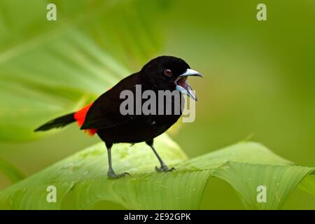 Scharlachrote Tanager, Ramphocelus passerinii, exotischer tropischer Rot- und Schwarzvogel aus Costa Rica, in einem grünen Wald-Naturlebensraum. Schwarzes und rotes Lied Stockfoto