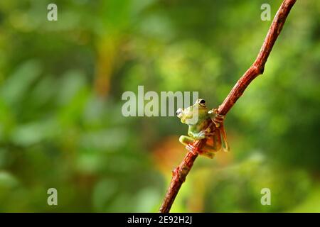 Exotische Tierwelt. Tropische Natur im Wald. Olivenbaumfrosch, Scinax elaeochroa, sitzend auf großem grünen Blatt. Frosch mit großem Auge. Nachtverhalten in Costa Stockfoto