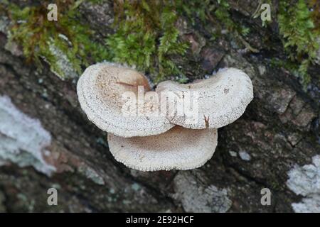 Panellus stipticus, allgemein bekannt als Bitterauster, adstringierender Panus oder lumineszierender Panellus, wilder Pilz aus Finnland Stockfoto