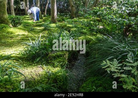 Ein Gärtner, der im traditionellen japanischen Moosgarten am Gio-ji Tempel in Arashiyama, Kyoto, Japan arbeitet Stockfoto