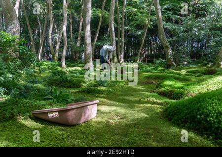 Ein Gärtner, der im traditionellen japanischen Moosgarten am Gio-ji Tempel in Arashiyama, Kyoto, Japan arbeitet Stockfoto