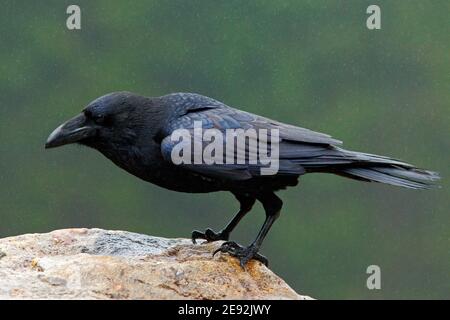 Rabe, schwarzer Vogel mit toter Hase auf der Straße im dunkelgrünen Wald. Stockfoto