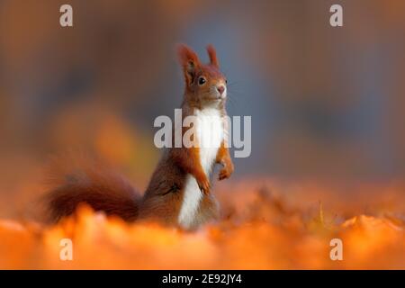 Niedliches rotes Eichhörnchen mit langen spitzen Ohren frisst eine Nuss im Herbst orange Szene mit schönen Laubwald im Hintergrund. Stockfoto