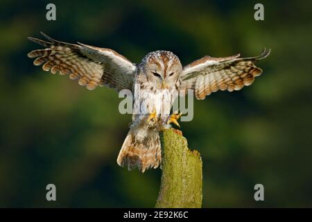 Fliegende eurasische Waldkauz, Strix aluco, mit schönem grün verschwommenem Wald im Hintergrund. Eule landet im grünen Wald. Wildlife Szene in der Natur ha Stockfoto
