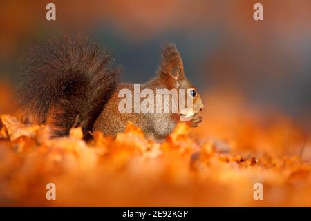 Niedliches rotes Eichhörnchen mit langen spitzen Ohren frisst eine Nuss im Herbst orange Szene mit schönen Laubwald im Hintergrund. Stockfoto