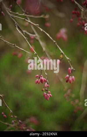 Im Garten wachsen Berberbusch mit reifen rosa Beeren Auf grün unscharfem Hintergrund Stockfoto