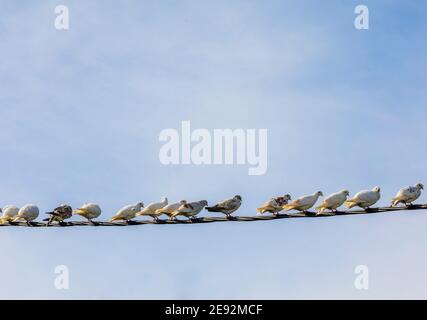 Vögel auf EINEM Draht. Speicherplatz Kopieren. Schar von Tauben auf einem elektrischen Draht ruhend. Himmel im Hintergrund. Stockbild. Stockfoto