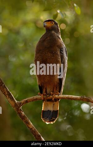 Haubenschlange Adler, Spilornis cheela in der Umgebung, auf der Suche nach Beute. Wildtierfotografie aus Wilpattu Nationalpark, Sri Lanka. Kunstansicht von Nat Stockfoto