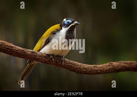 Blauer Honeyeater, Entomyzon cyanotis, seltener Vogel im dunklen Wald. Schöner Vogel aus Australien. Honeyesser im Naturlebensraum. Australische Wildl Stockfoto