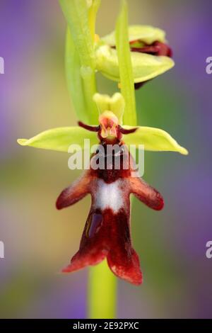 Fliege Orchidee, Ophrys insectifera, blühende europäische terrestrische Wildorchidee im Naturlebensraum, Detail der Blüte mit grünem und violettem klarem Hintergrund, Stockfoto