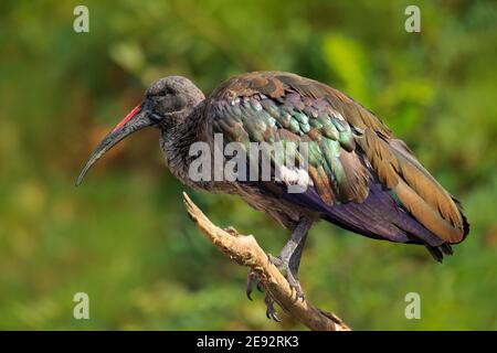 Hadada Ibis, Bostrychia hagedash, Vogel mit langen Schnabel sitzt auf dem Ast, in der Natur Lebensraum, Marokko. Seltener Vogel aus der Natur. Stockfoto
