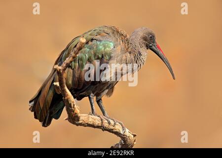 Hadada Ibis, Bostrychia hagedash, Vogel mit langen Schnabel sitzt auf dem Ast, in der Natur Lebensraum, Marokko. Seltener Vogel aus der Natur. Stockfoto