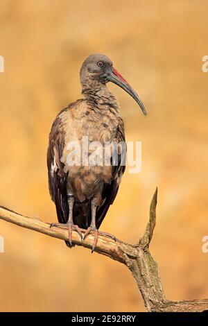 Hadada Ibis, Bostrychia hagedash, Vogel mit langen Schnabel sitzt auf dem Ast, in der Natur Lebensraum, Marokko. Seltener Vogel aus der Natur. Stockfoto