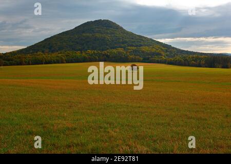 Einsamer Kastanienbaum, mit weißer Blüte, auf der Wiese, mit dunklem Waldhügel im Hintergrund. Landschaft aus der tschechischen Natur. String-Zeit, Baum mit Whit Stockfoto