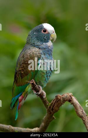 Grüner und grauer Papagei, Weißkronenpapagei, Weißkronenpapagei, Pionus senilis, in Costa Rica. Bunte Vogel im tropischen Wald in Amerika. Stockfoto