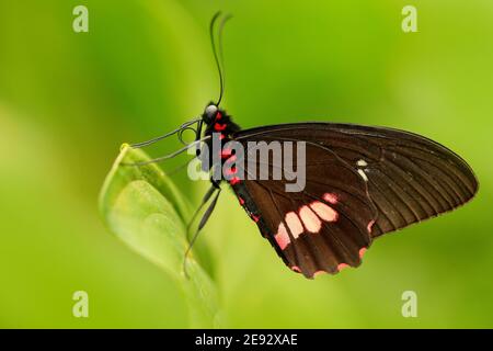 Gemeiner Mormon, Papilio polytes, schöne Schmetterling aus Costa Rica und Panama in Natur grünen Wald Lebensraum. Stockfoto