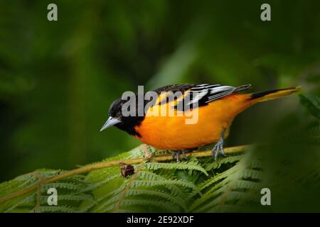 Baltimore Oriole, Icterus galbula, sitzend auf dem grünen Mooszweig. Tropischer Vogel im Naturlebensraum. Tierwelt in Costa Rica. Stockfoto