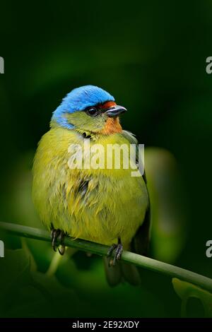 Tanager auf dem Ast sitzend. Exotischer tropischer blauer Vogel mit blauem Kopf aus Costa Rica. Wildlife-Szene aus der Natur. Stockfoto