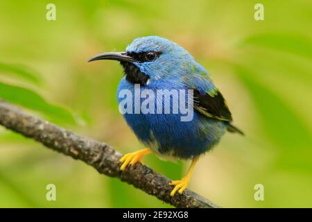 Leuchtender Honigbuntbarbe, Cyanerpes lucidus, exotischer tropisch-blauer Tanager mit gelben Beinen, Costa Rica. Blue songbird in der Natur Lebensraum, Panama. Stockfoto