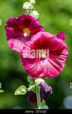 Alcea 'Burgundy Towers' (althaea rosea) eine hoch blühende Pflanze, die allgemein als Hollyhock bekannt ist, mit einer dunkelroten Blume während der Frühlings- und Sommersaison, Stockfoto