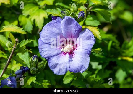 Hibiscus sinosyriacus 'Blue Bird' eine Sommer blühende Strauchpflanze mit Eine blau-lila Sommerblume, die allgemein als chinesische Rose bekannt ist Von Sharon oder Rose Stockfoto