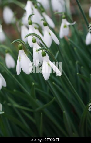 Galanthus 'Atkinsii'. Spezies Schneeglöckchen wachsen am Rande eines Waldes Garten. Stockfoto