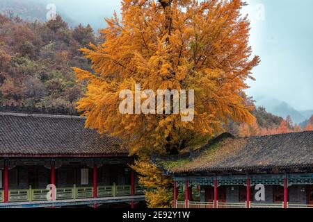 Zentraler Süden shaanxi han zheng Herbst Stockfoto