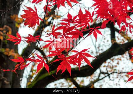 Zentraler Süden shaanxi han zheng Herbst Stockfoto