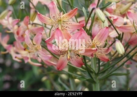 Lilium 'Corsage' Blumen. Stockfoto