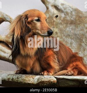 Dackel Hund Stockfoto