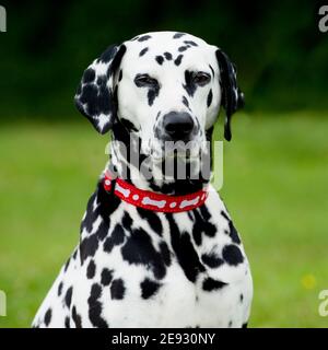 Dalmatiner Stockfoto