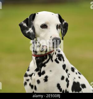 Dalmatiner Stockfoto