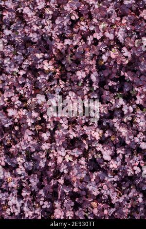 Acaena inermis Purpurea. Stockfoto