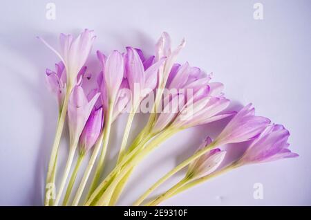 Violette Krokusse auf weißem Hintergrund. Safran Frühling Foto Stockfoto