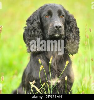 English Cocker Spaniel hund Stockfoto