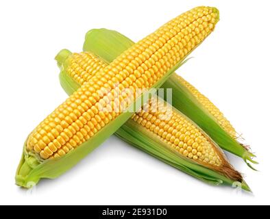 Maisähren (Corncob) isoliert auf weißem Hintergrund. Volle Schärfentiefe. Stockfoto
