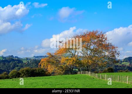 Herbstlandschaft. Ein einsamer Baum mit golden-orangenen Laub steht neben einem Zaun in der Landwirtschaft. Fotografiert in der Region Waikato, Neuseeland Stockfoto