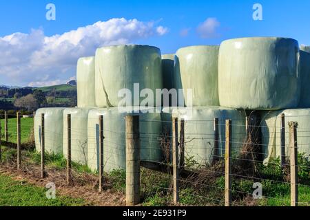 Runde Heuballen in Plastik auf einem Bauernhof eingewickelt. Fotografiert in der Waikato Region, Neuseeland Stockfoto