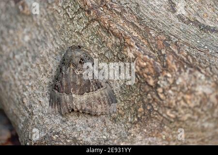 Motte der alten Dame (Mormo maura) Stockfoto