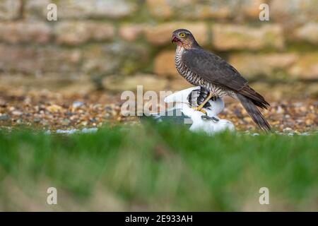 Ein Sparrolawk mit weißer Tauben-Beute. Accipiter nisus Stockfoto