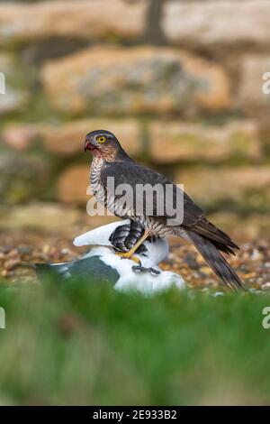 Ein Sparrolawk mit weißer Tauben-Beute. Accipiter nisus Stockfoto