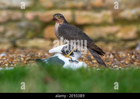 Ein Sparrolawk mit weißer Tauben-Beute. Accipiter nisus Stockfoto