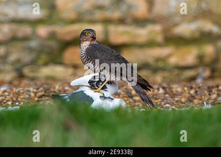 Ein Sparrolawk mit weißer Tauben-Beute. Accipiter nisus Stockfoto