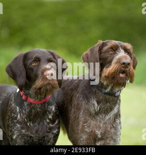 Zwei deutsche Kurzhaarpointer Stockfoto