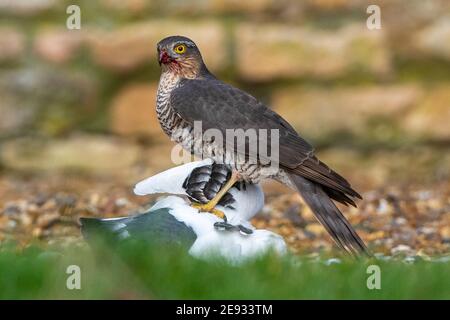 Ein Sparrolawk mit weißer Tauben-Beute. Accipiter nisus Stockfoto